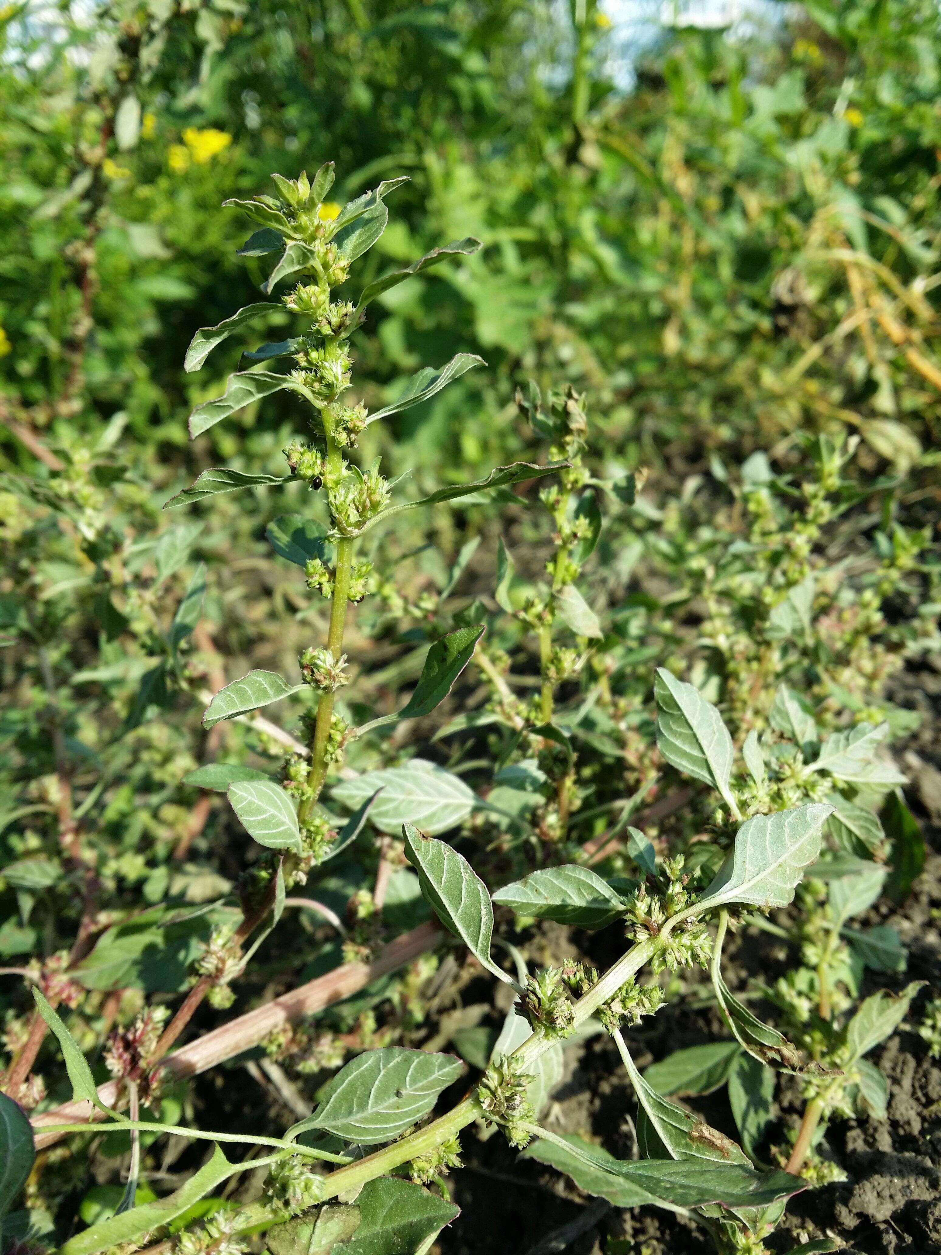 Image of Mediterranean Amaranth