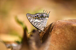 Imagem de Charaxes solon Fabricius 1793