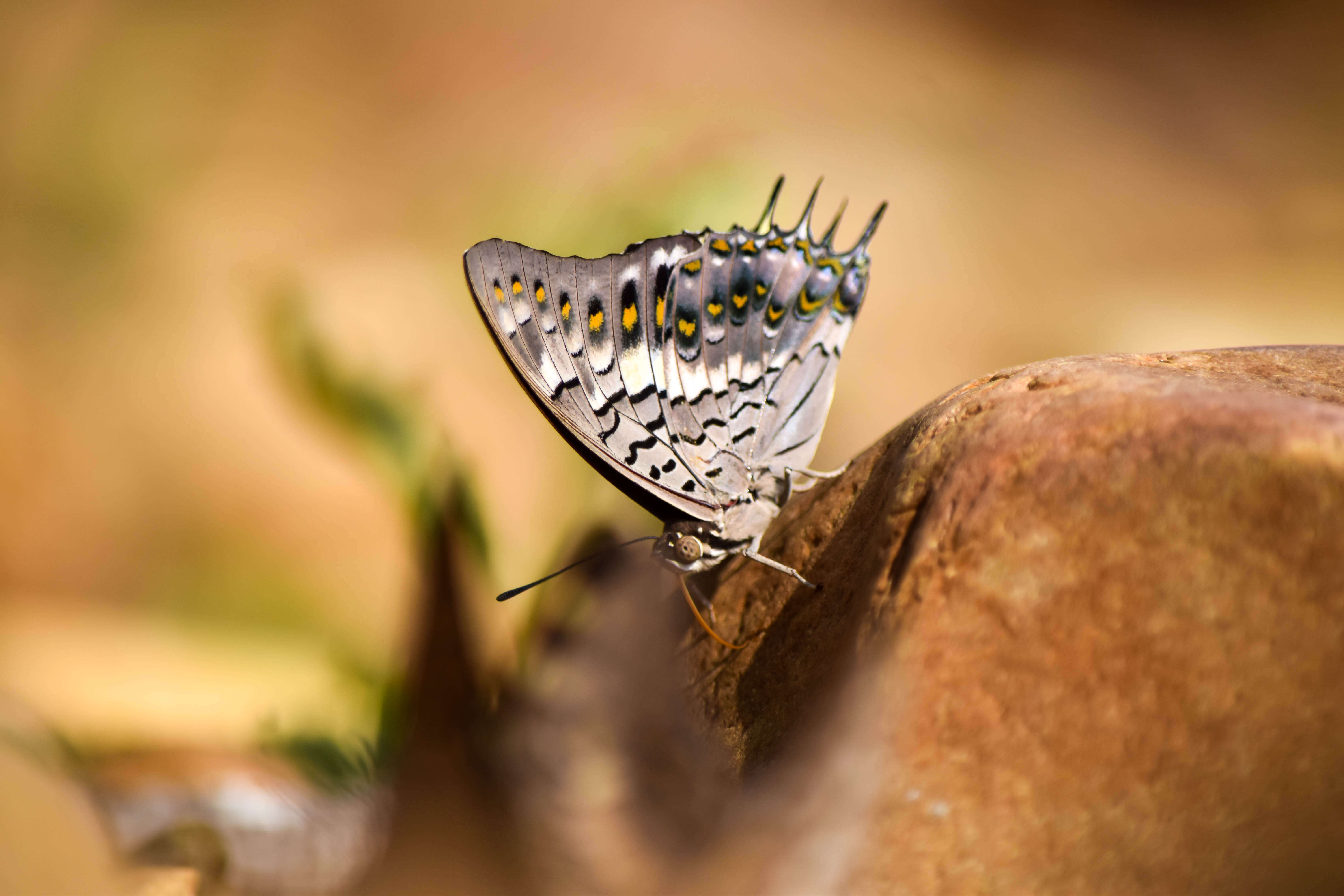 Imagem de Charaxes solon Fabricius 1793