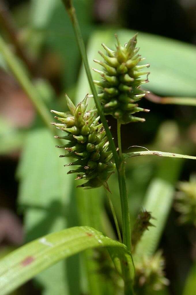 Image of Carex japonica Thunb.