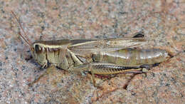 Melanoplus bivittatus (Say 1825)的圖片