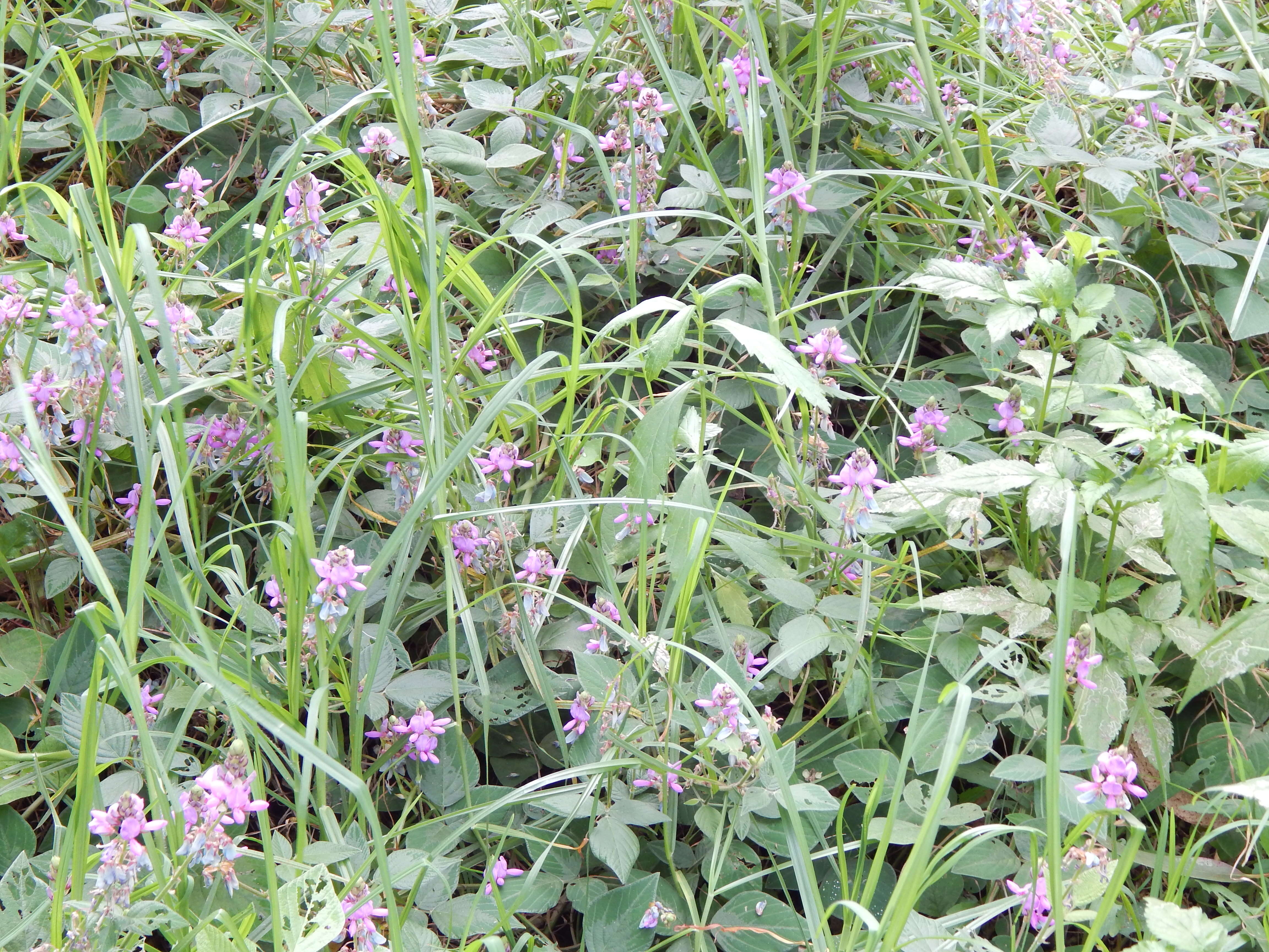 Image of greenleaf ticktrefoil