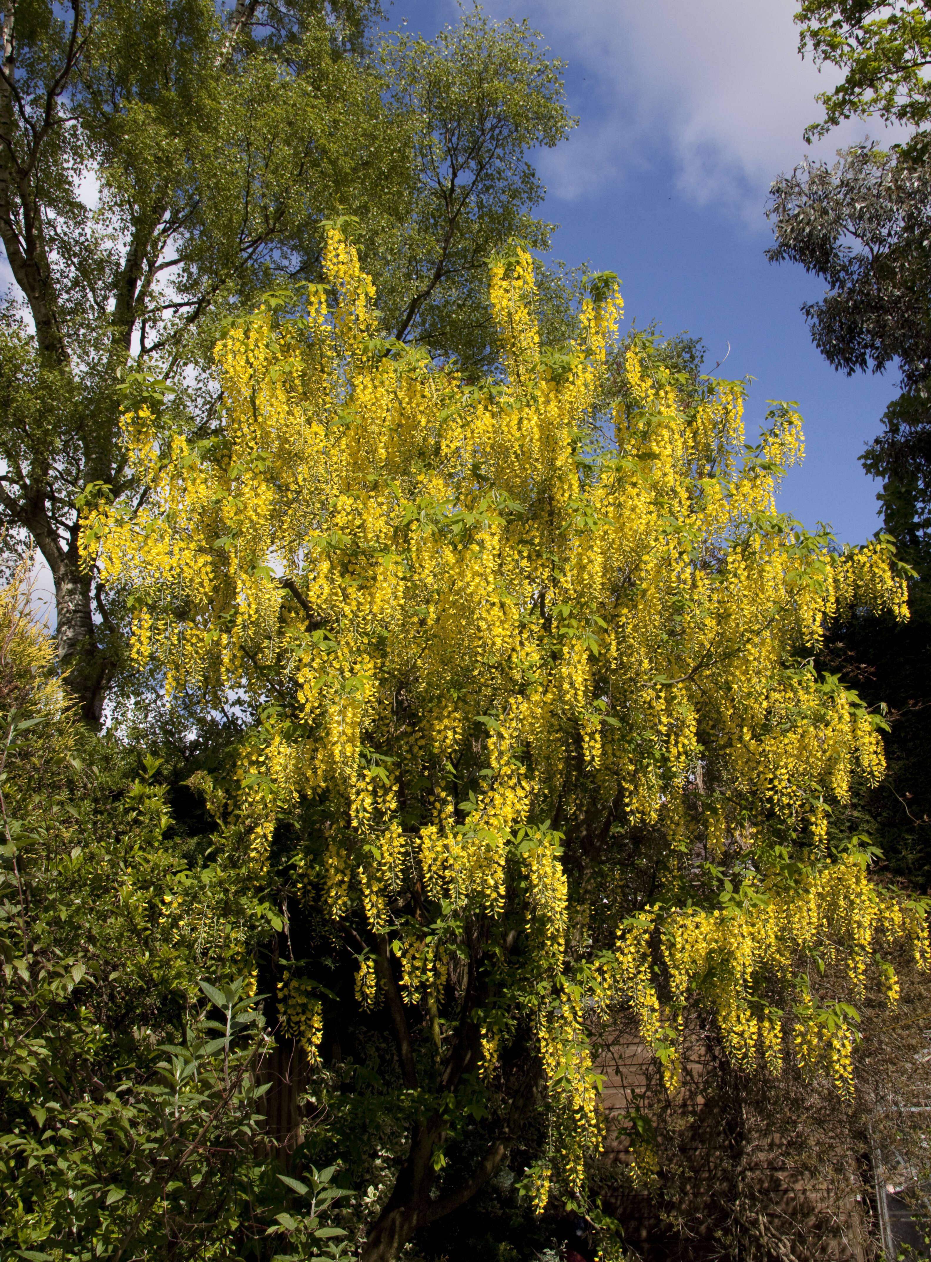 Image of Waterer's Laburnum