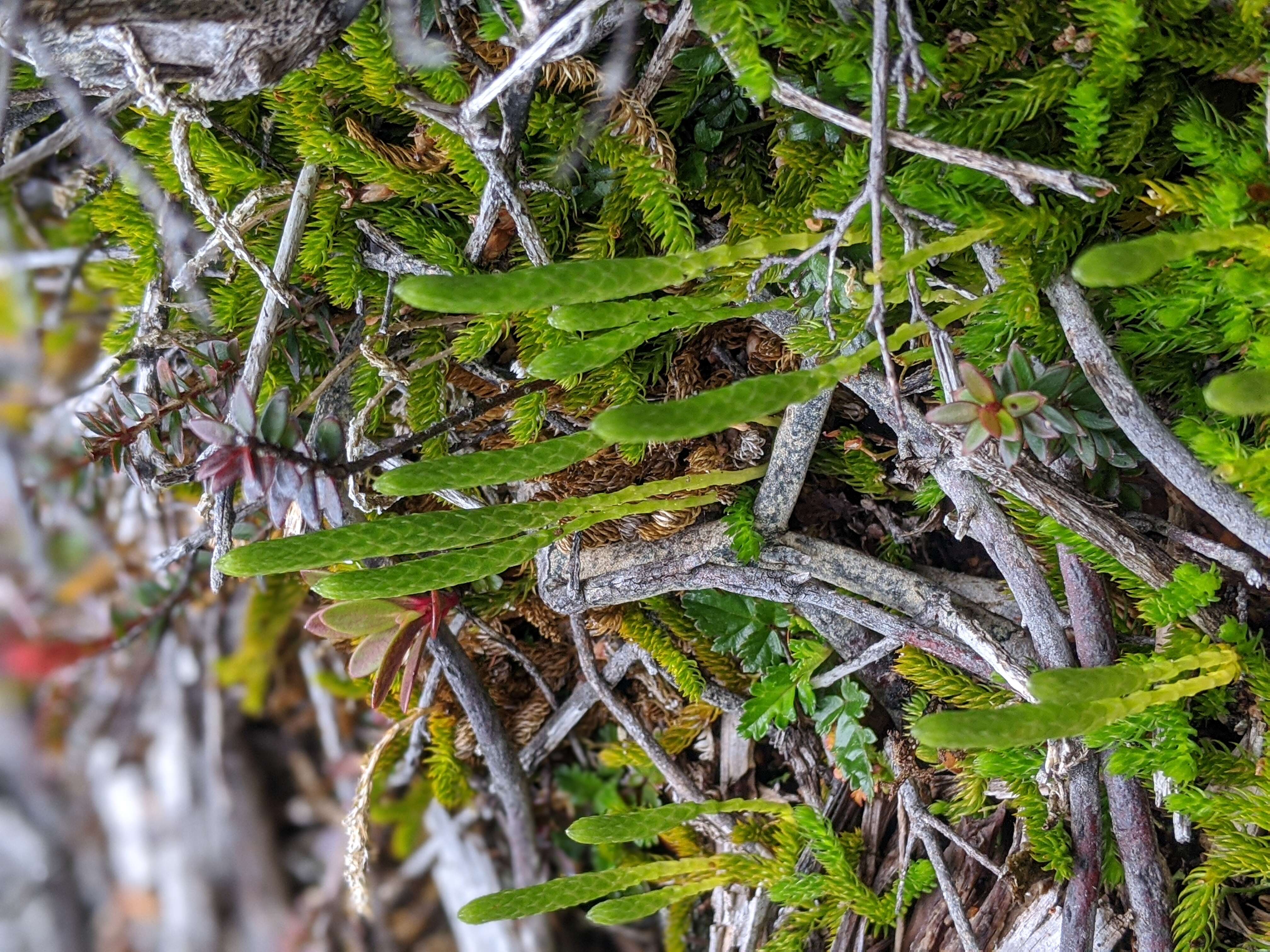 Image of Austrolycopodium fastigiatum (R. Br.) Holub