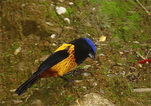 Image of Golden-backed Mountain Tanager