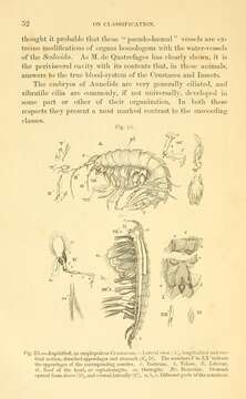 Image of Ampithoidae Boeck 1871