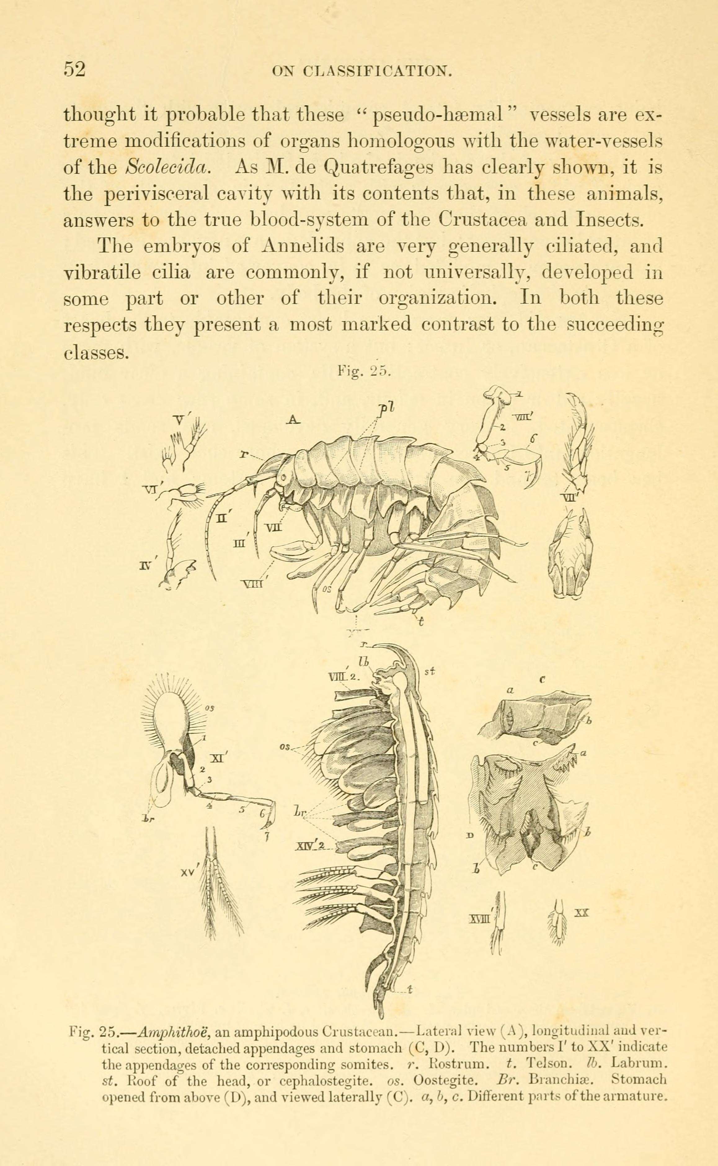 Image of Ampithoidae Boeck 1871