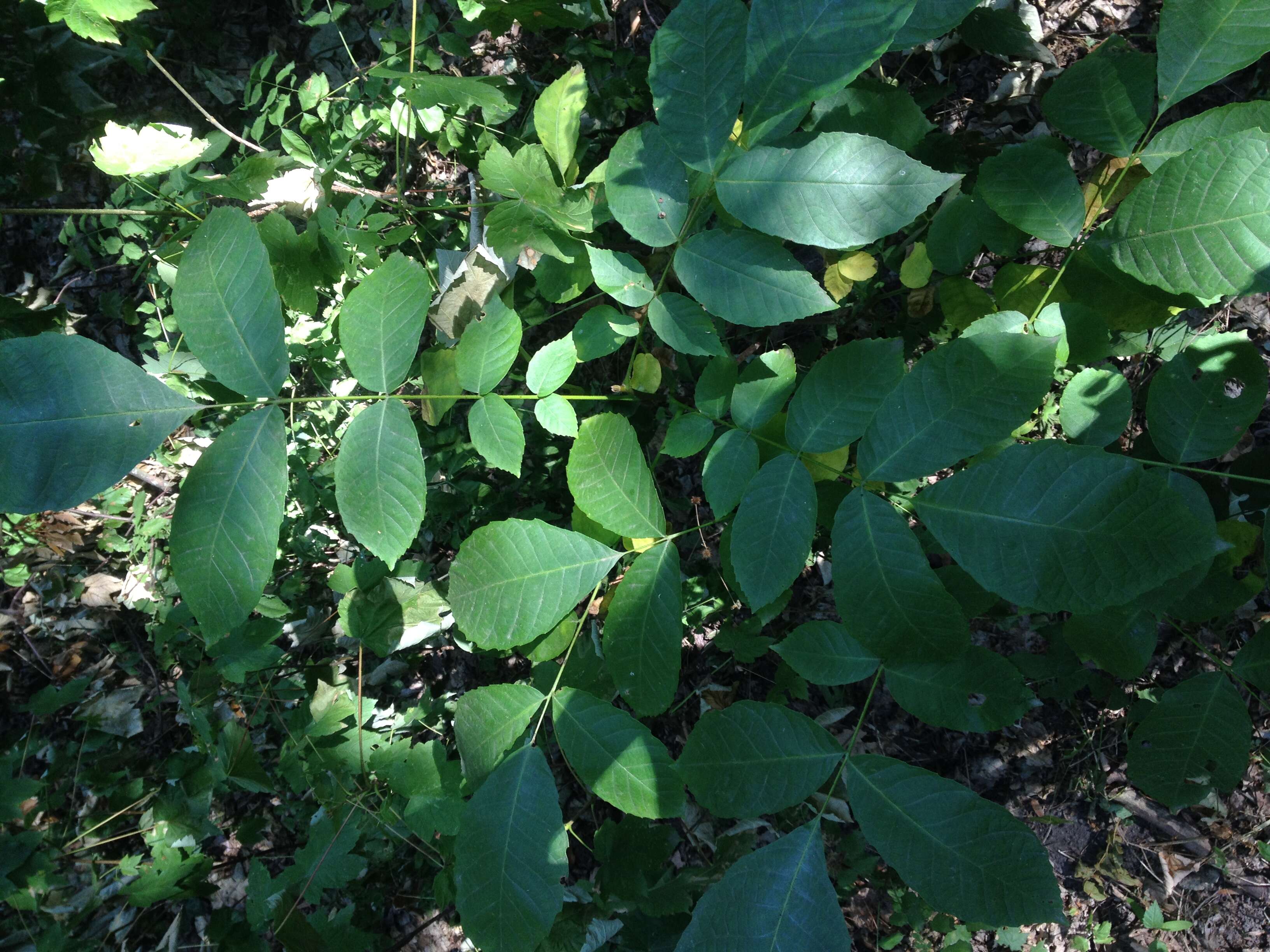 Image of Common walnut