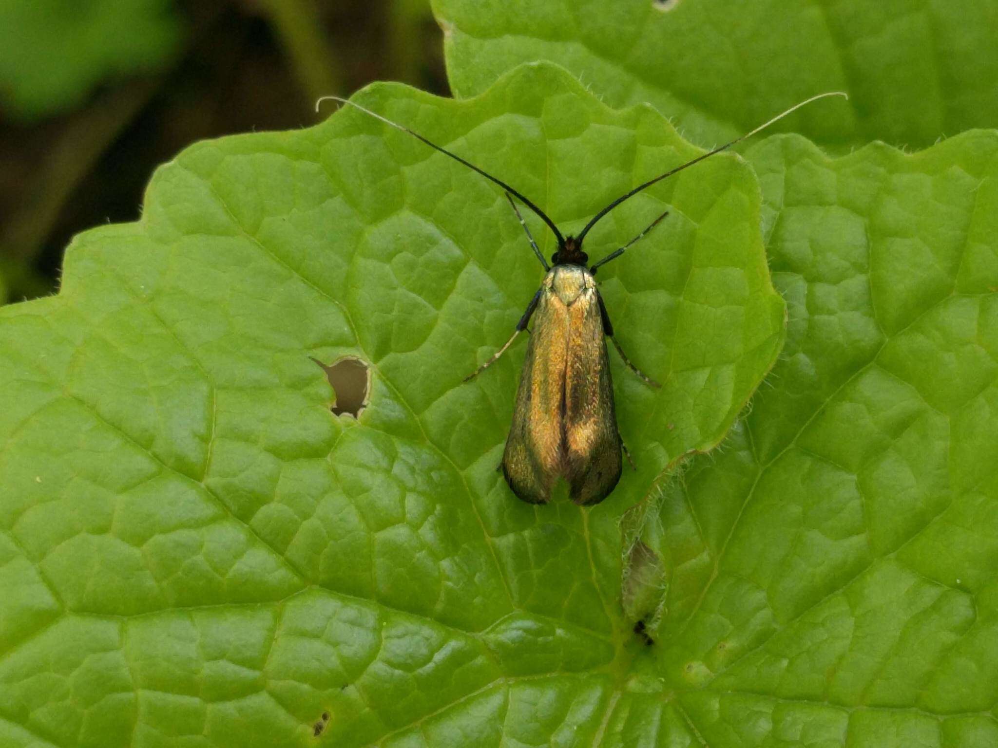 Image of Adela reaumurella