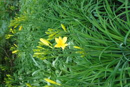 Imagem de Hemerocallis lilioasphodelus L.