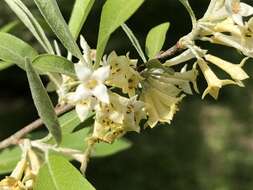 Image of cherry silverberry