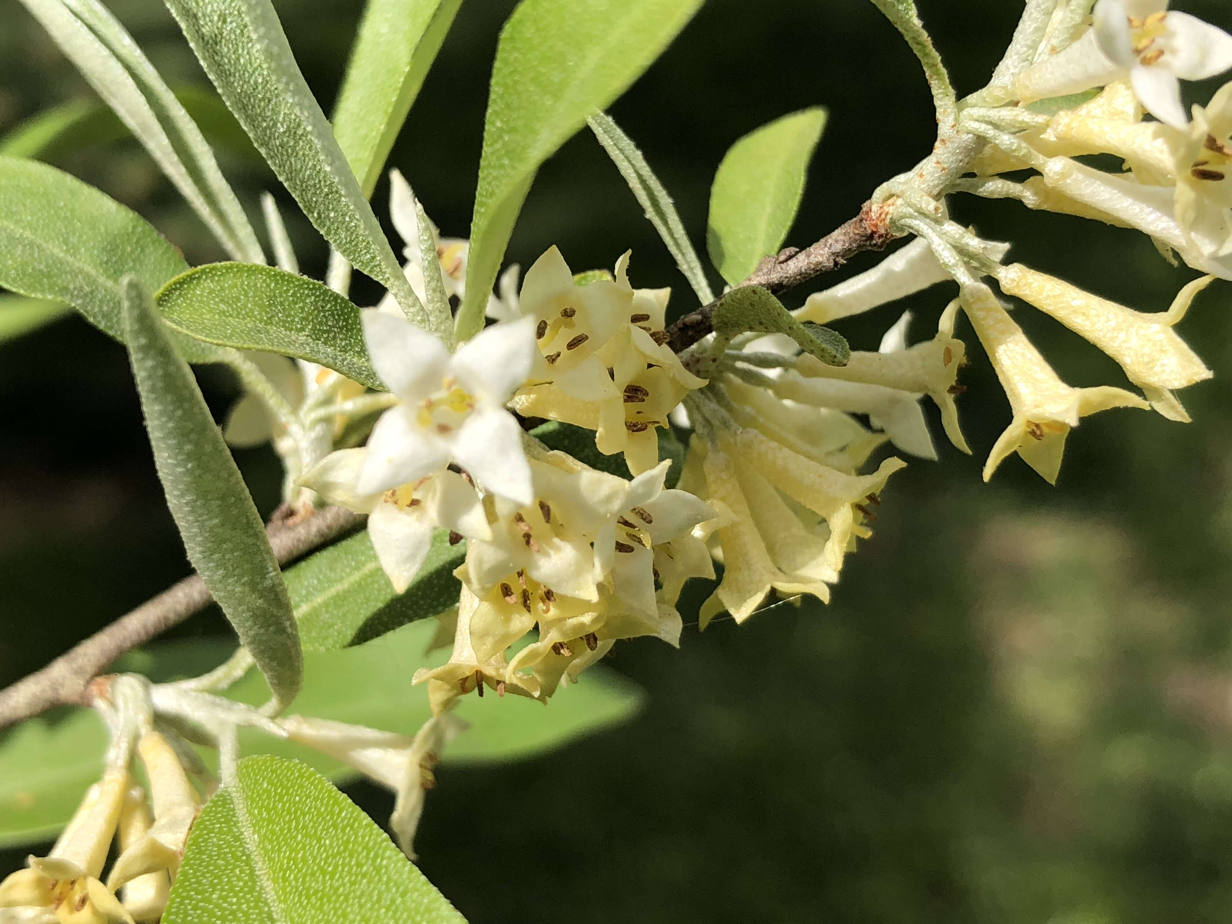 Image of cherry silverberry