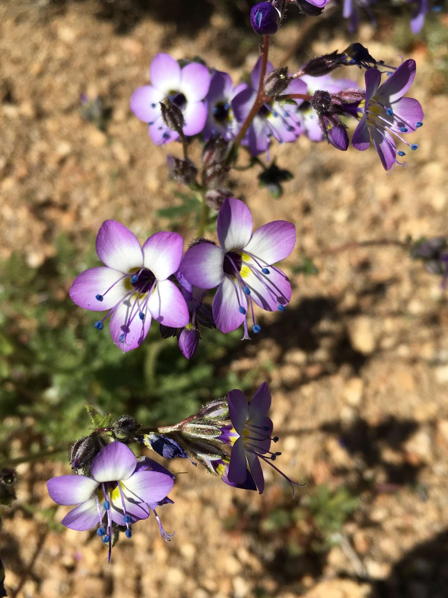 Image of Nevada gilia