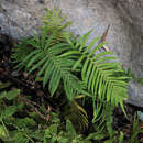 Image of Showy Maiden Fern