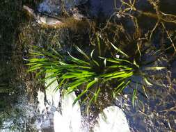 Image of water soldiers