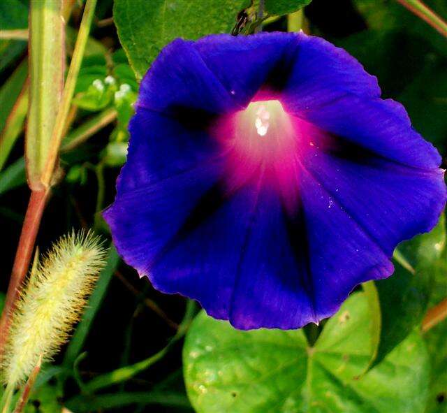 Image of tall morning-glory