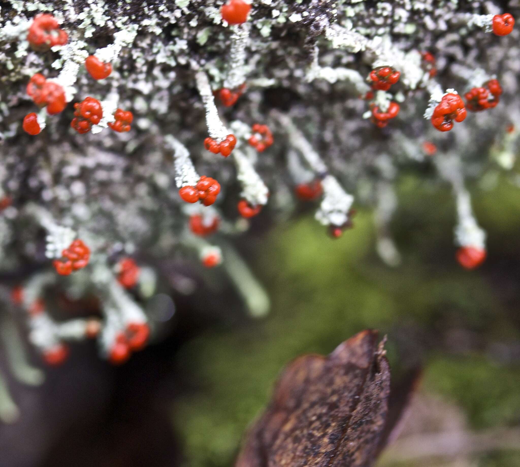 Image of Cladonia macilenta