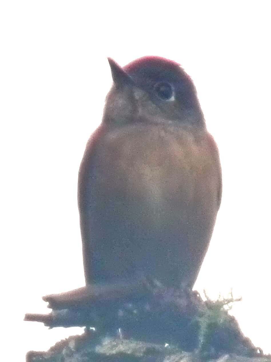 Plancia ëd Muscicapa ferruginea (Hodgson 1845)