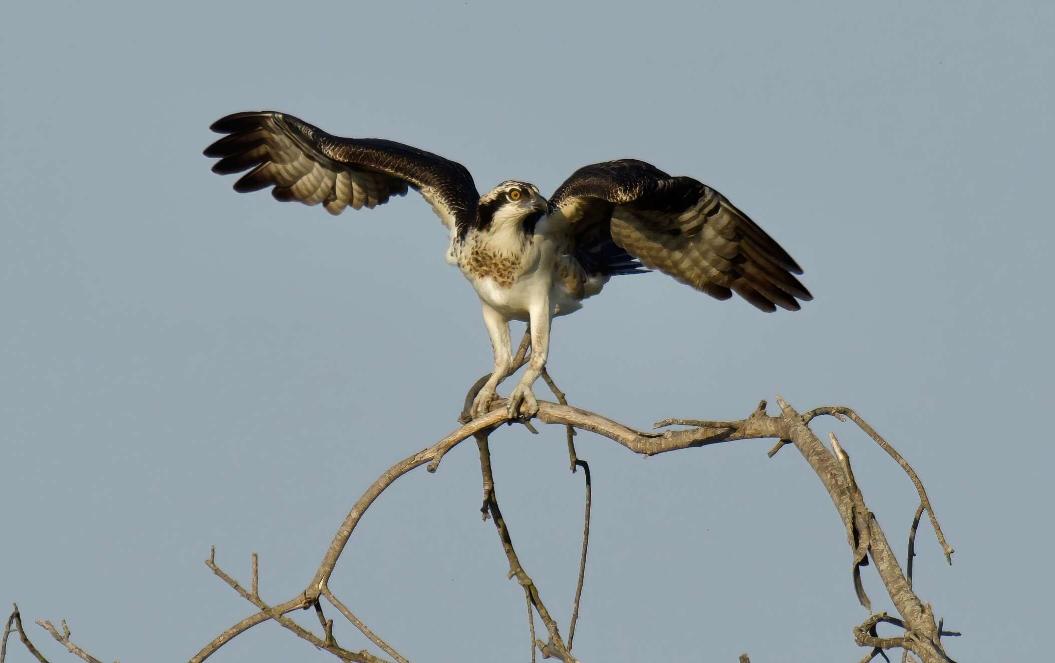 Image of ospreys