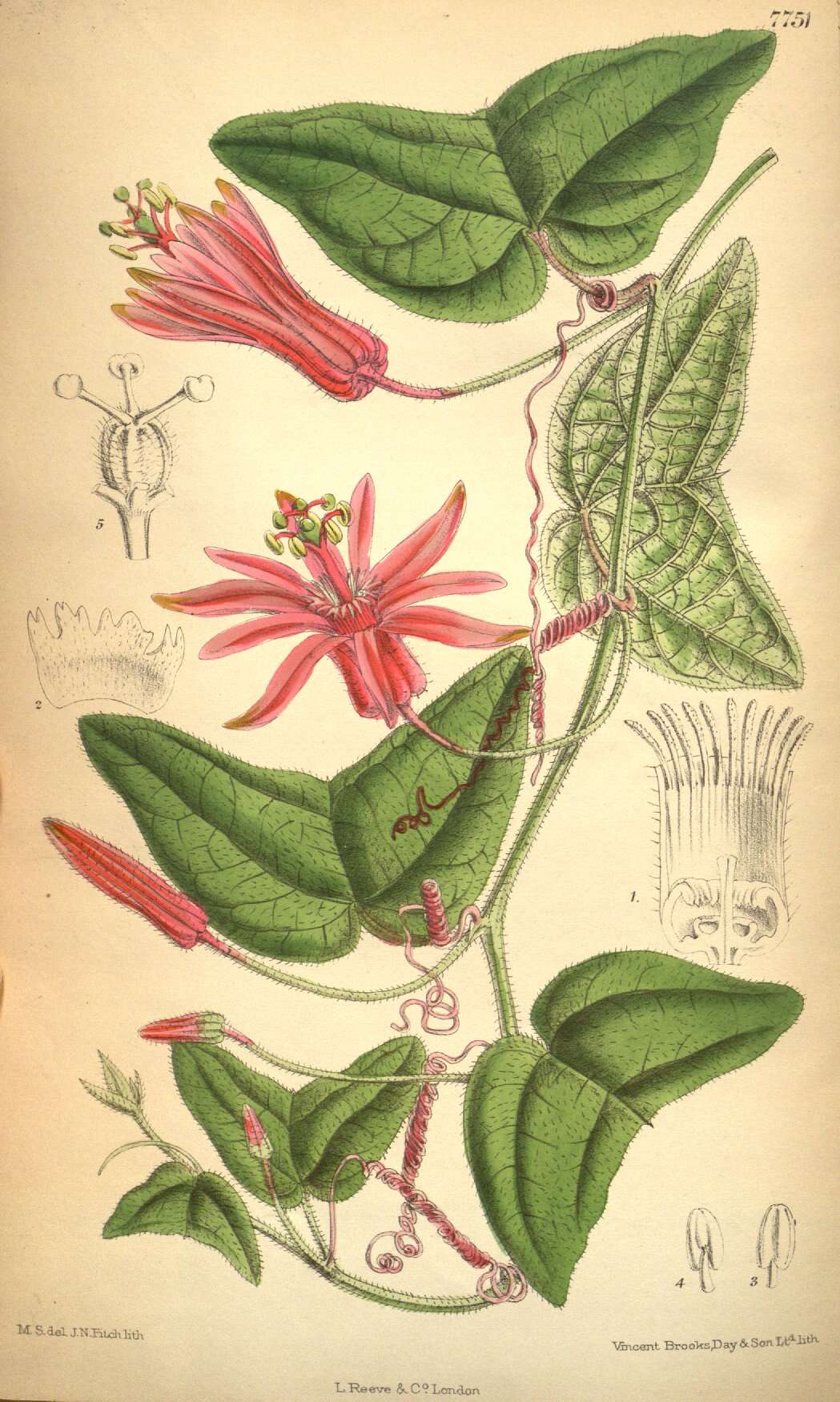 Passiflora sanguinolenta Mast. & Linden resmi