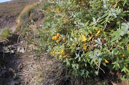 Sivun Buddleja araucana Phil. kuva