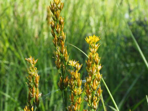 Image of Bog asphodel