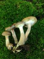 Image of Armillaria gallica Marxm. & Romagn. 1987