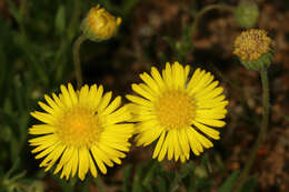 Image of Yellow felicia