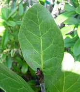 Image of White Mangroves