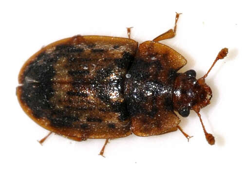 Image of Soronia grisea (Linnaeus 1758)