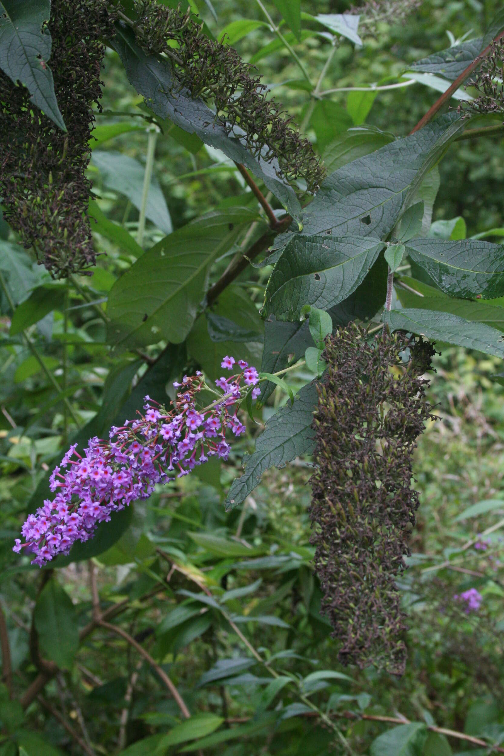 Image of butterfly-bush