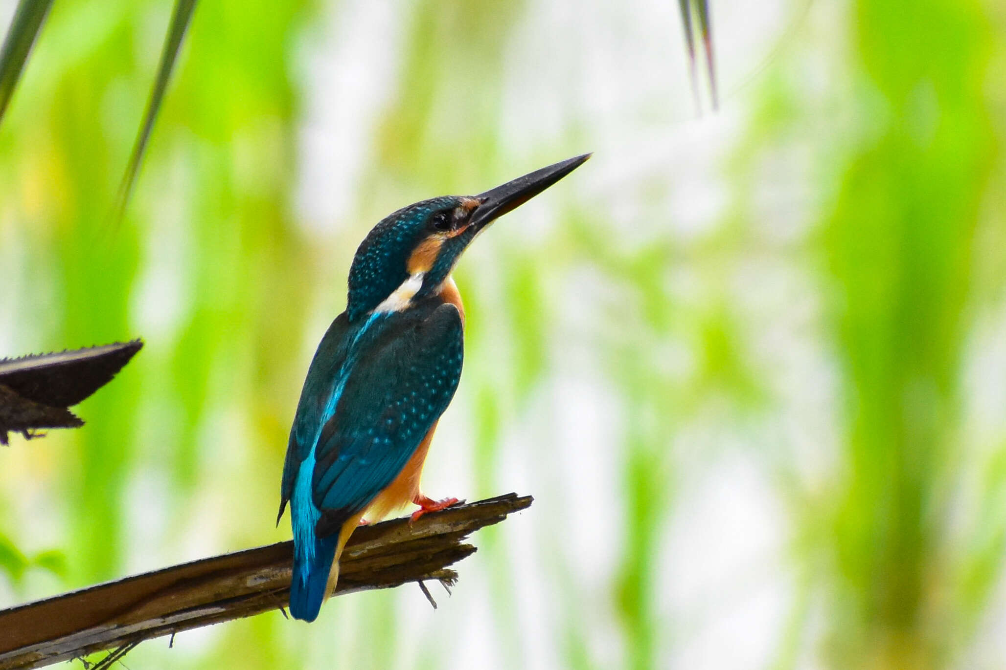 Image of Common Kingfisher