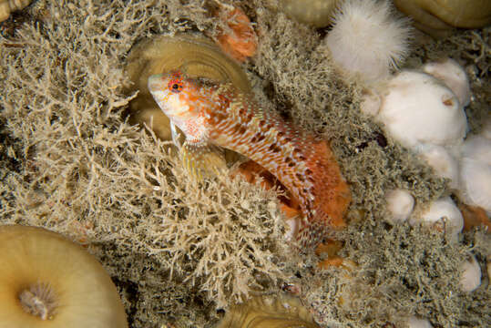 Image of Portuguese Blenny