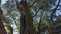 صورة Callistemon citrinus (Curtis) Skeels