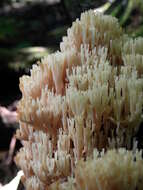 Image of Artomyces pyxidatus (Pers.) Jülich 1982