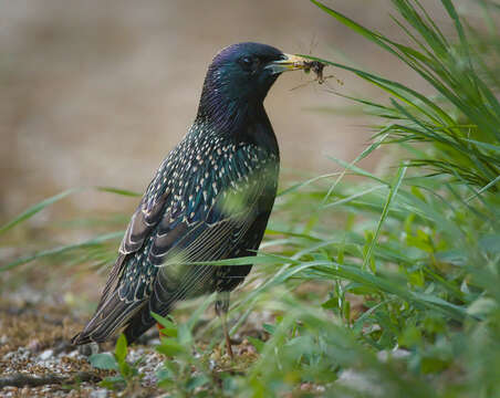 Image of Sturnus Linnaeus 1758