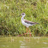 Image of Black-winged Stilt