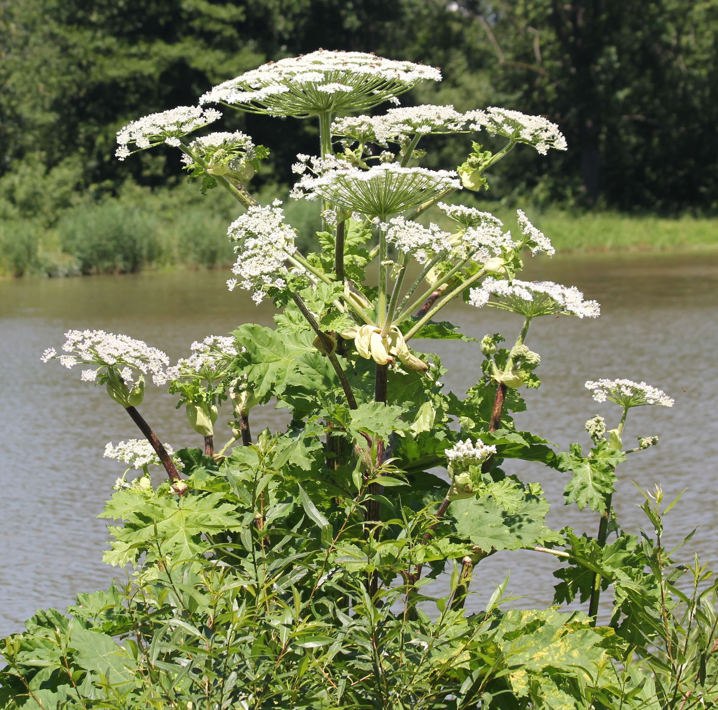 Imagem de Heracleum sosnowskyi Manden.