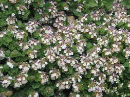 Слика од Teucrium pyrenaicum L.