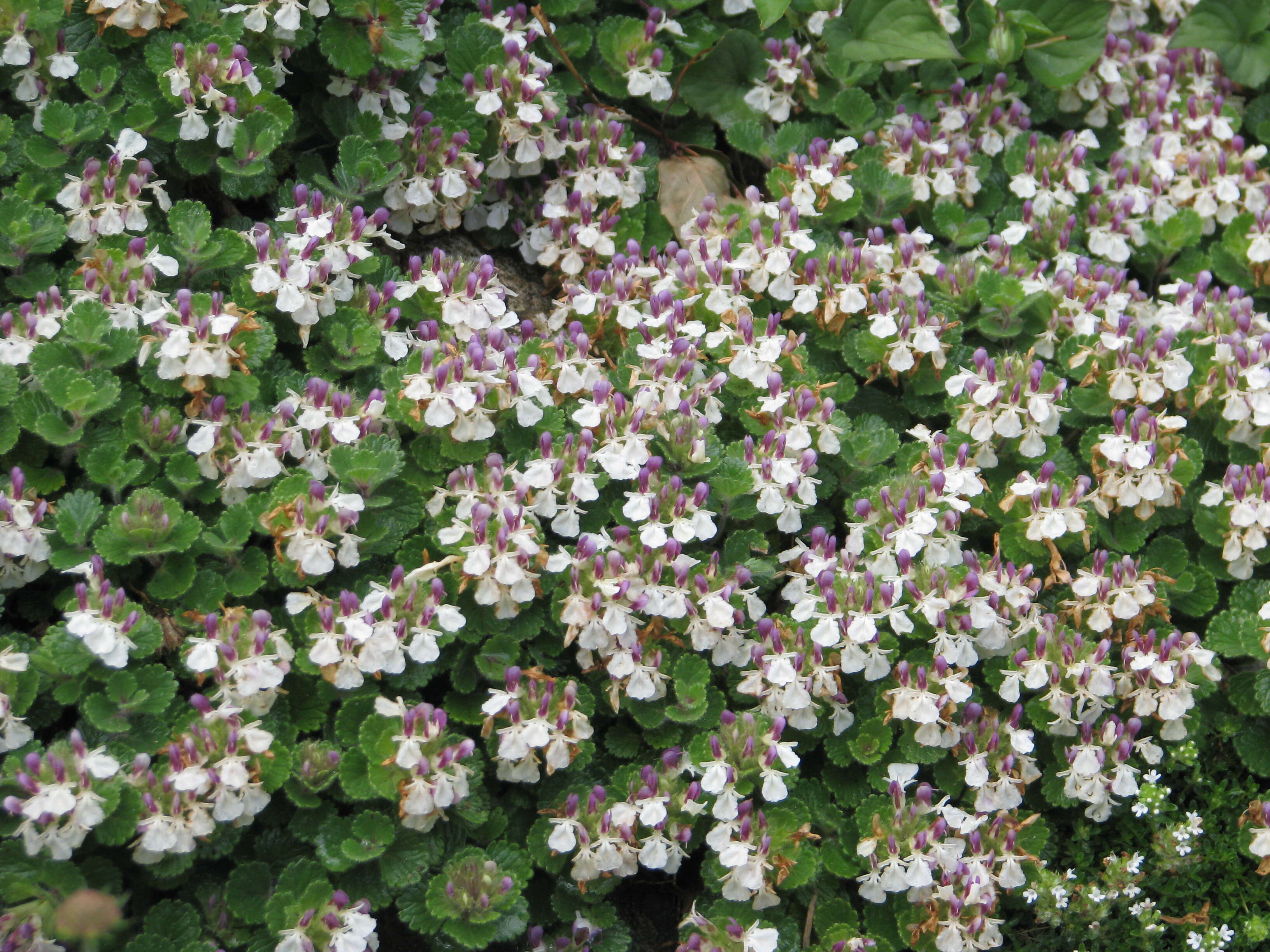Слика од Teucrium pyrenaicum L.