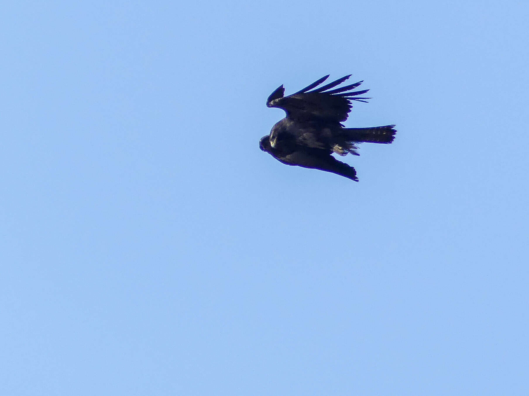 Image of Black Eagle