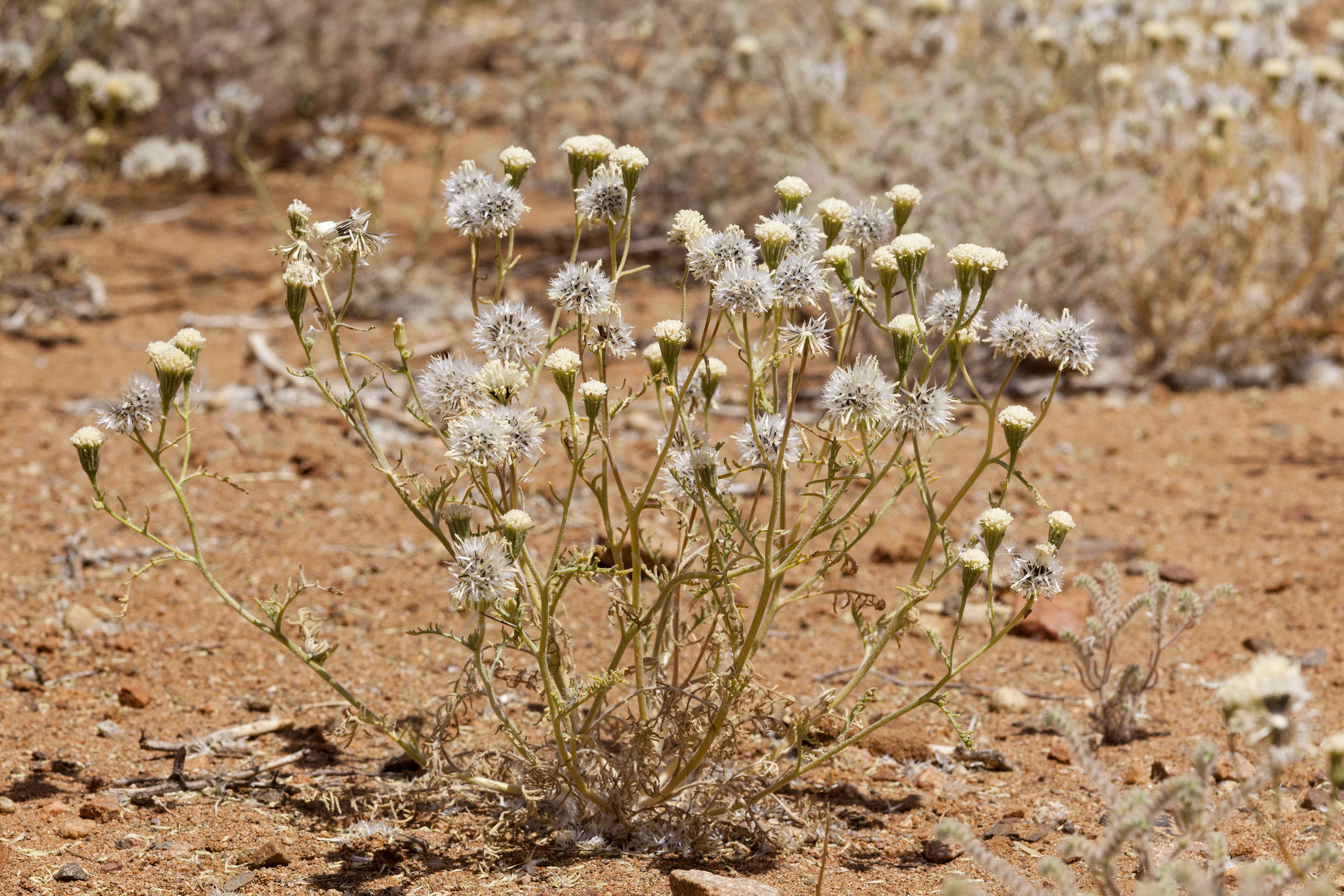 Image of Esteve's pincushion