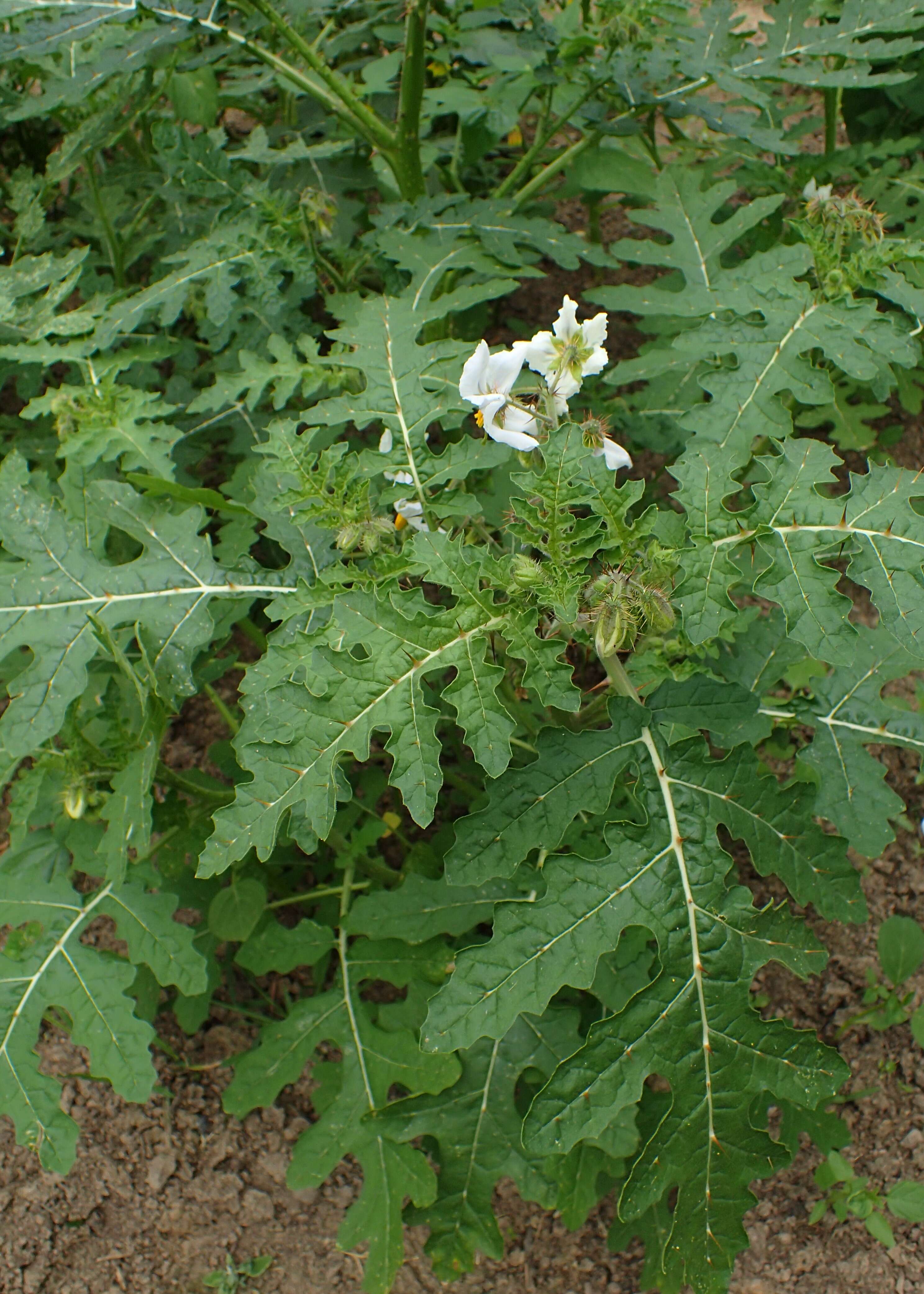 Plancia ëd Solanum sisymbriifolium Lam.