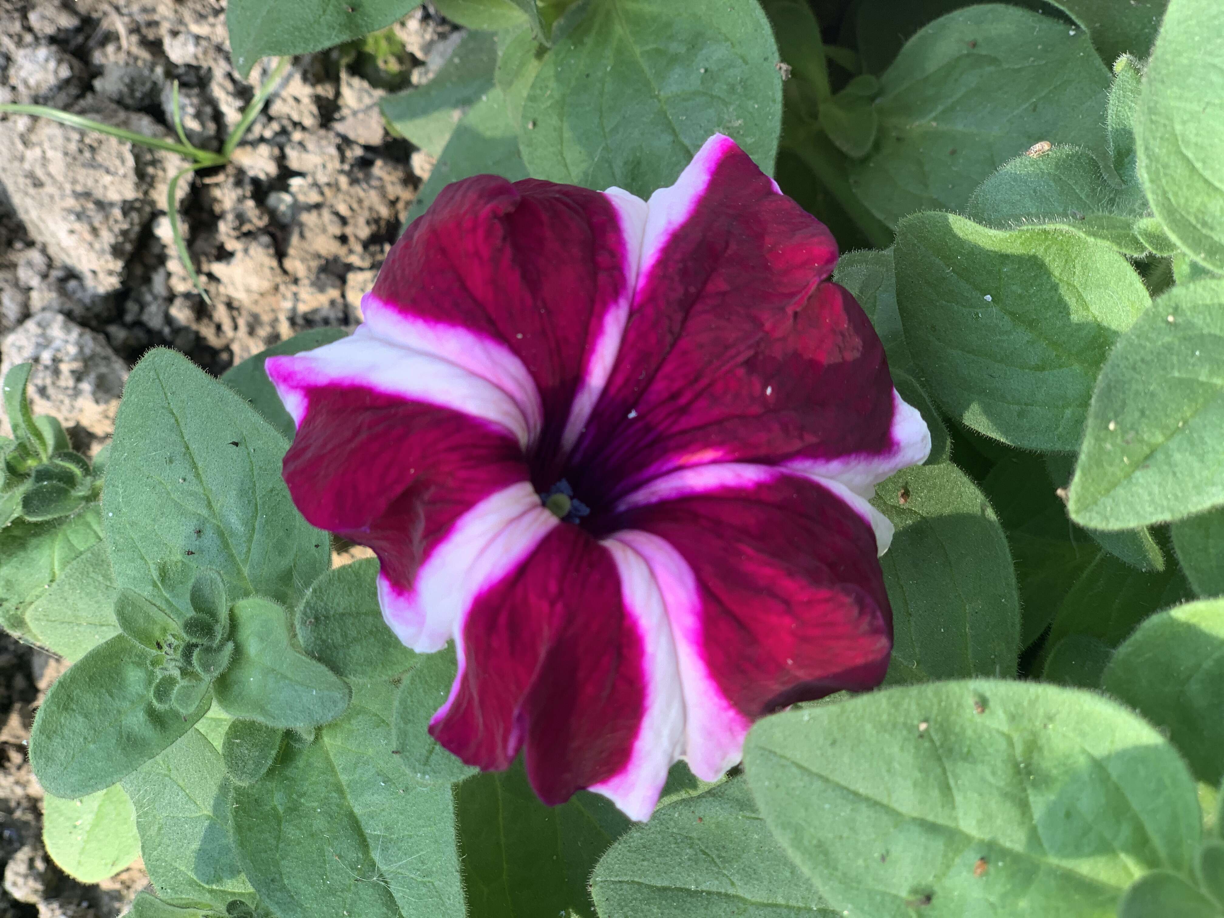 Image of petunia