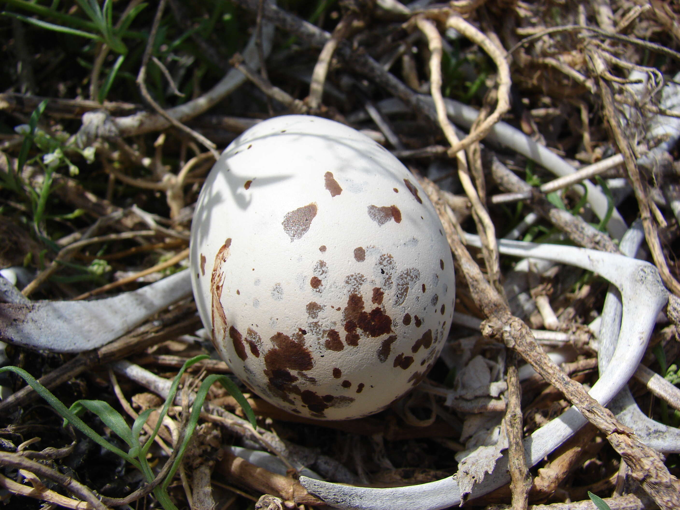 Image of Brown Noddy