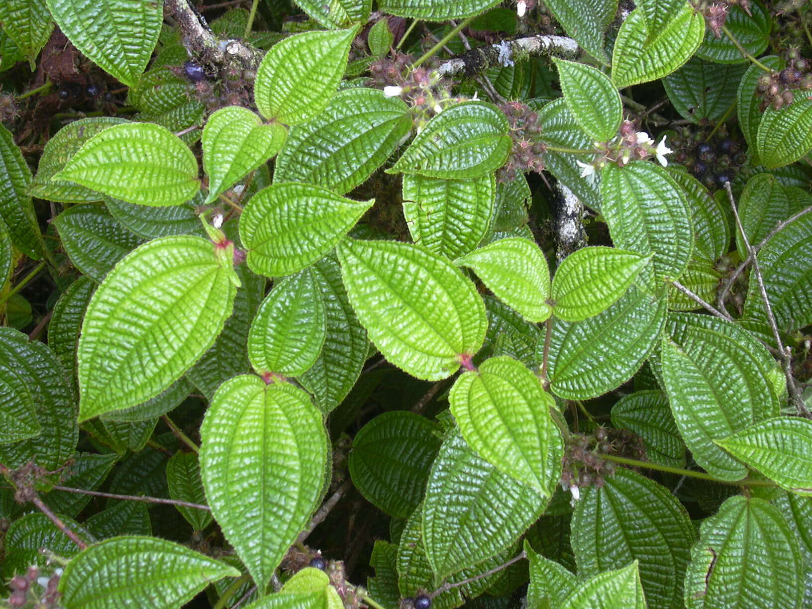 Image of soapbush