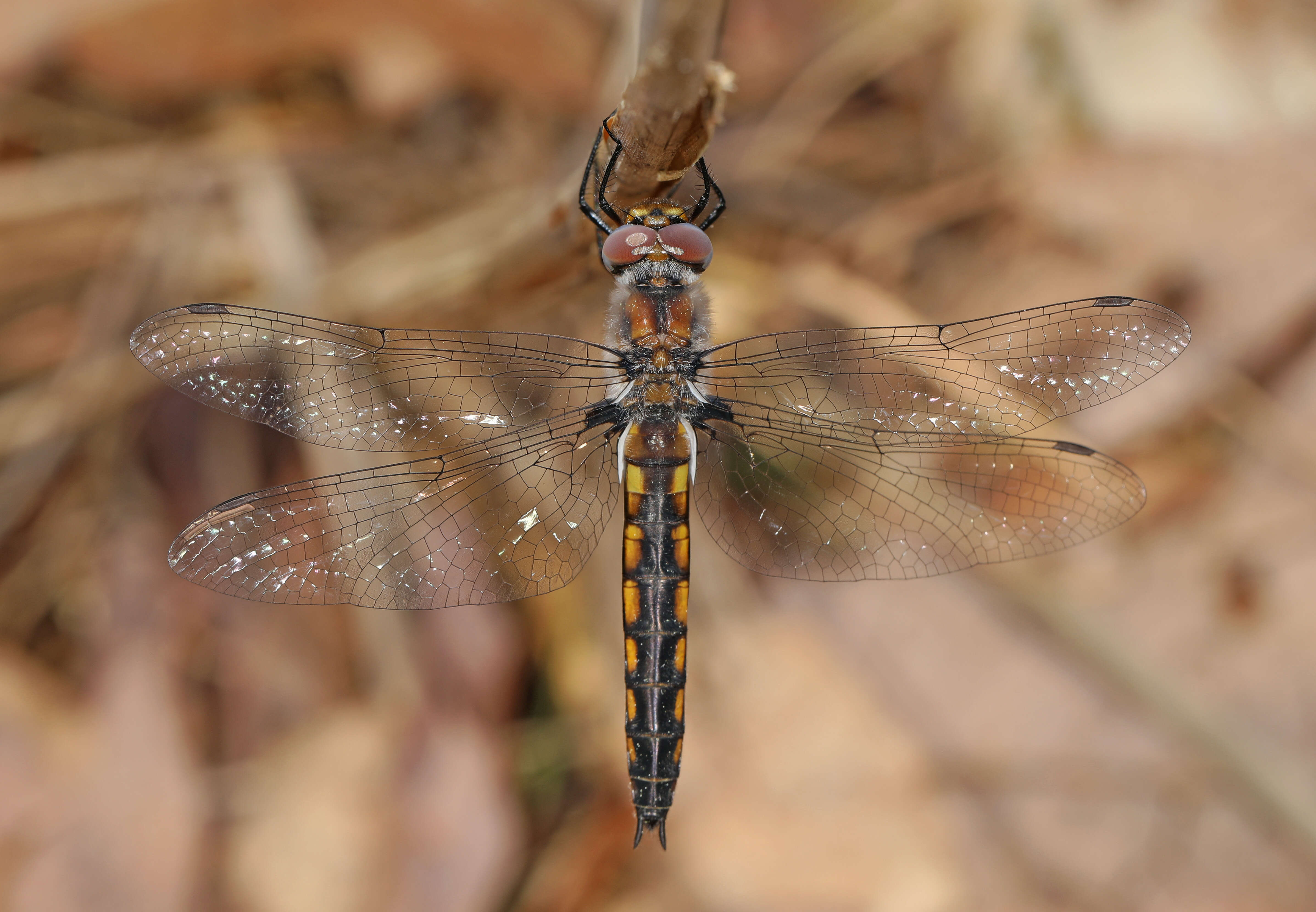 Image of Common Baskettail