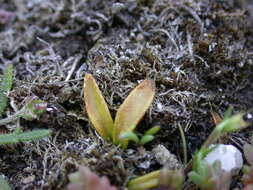 Image of Least Adder's-tongue