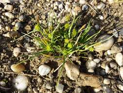 Image of Carex viridula