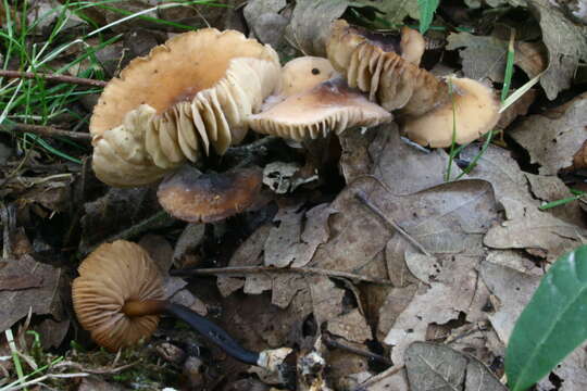 Image of Marasmius cohaerens (Pers.) Cooke & Quél. 1878